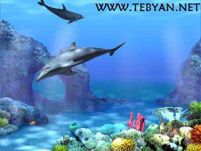 اسکرین سیور دلفین، Dolphins 3D Screensaver 1.0 Build 3