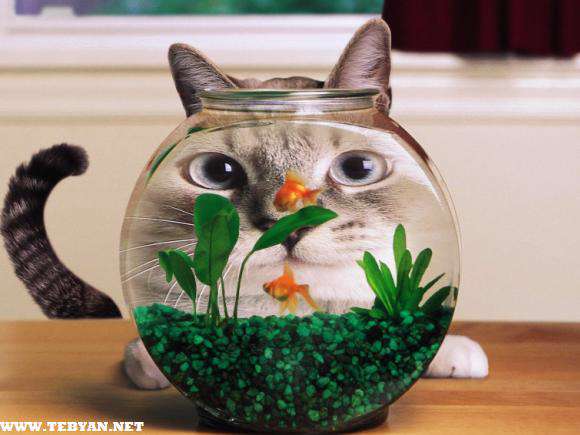 65 تصویر پس زمینه (والپیپر) فتوشاپی زیبا و دیدنی با کیفیت های متفاوت