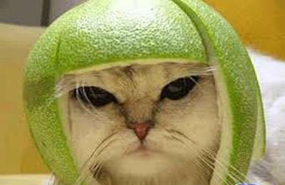 ده کلیپ طنز حیوانات 