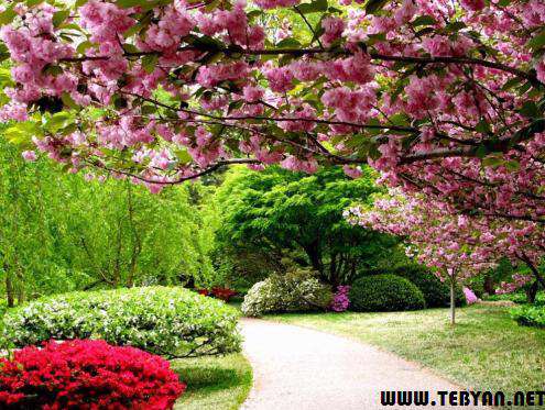 25 تصویر (والپیپر) زیبا و فوق العاده از بهار طبیعت با کیفیت بسیار بالا