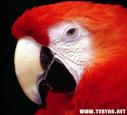 155 تصویر (والپیپر) زیبا از پرندگان با کیفیت بالا