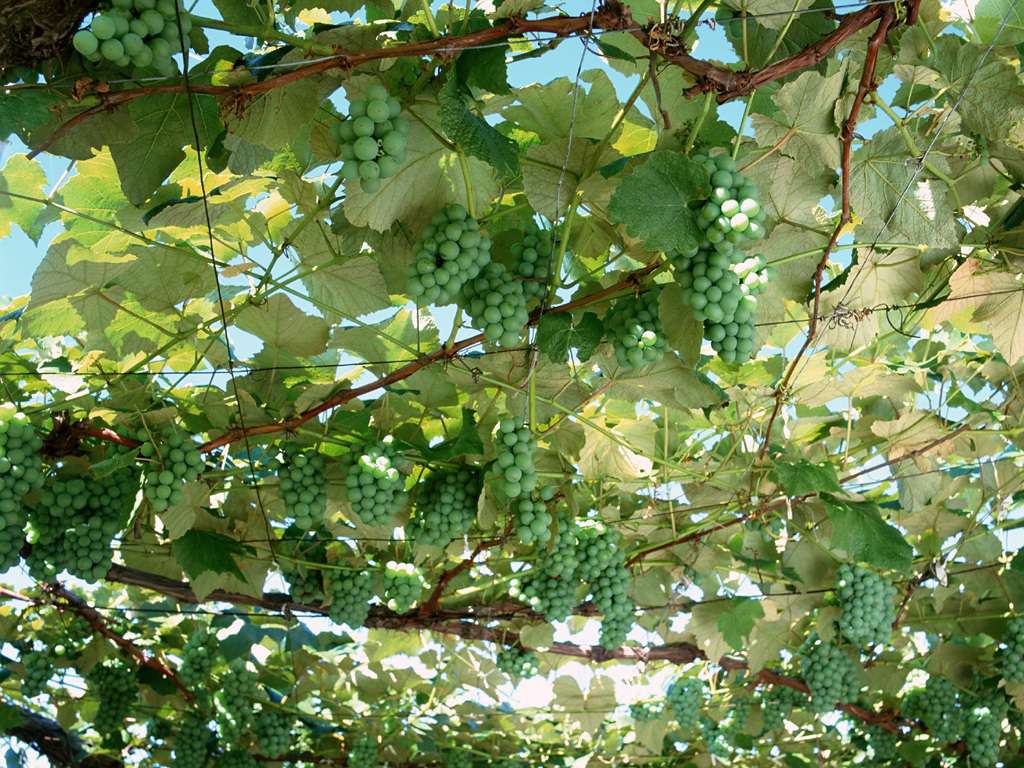 نتیجه تصویری برای درخت انگورروی انجیر در مازندران