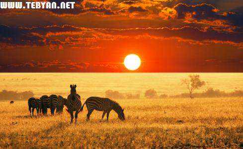 195 تصویر (والپیپر) فوق العاده زیبا از حیوانات با کیفیت Full HD