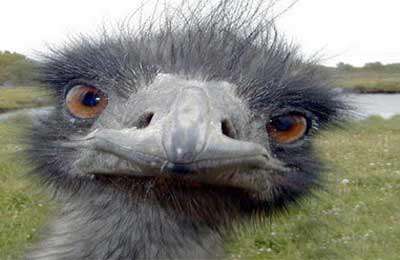 ده کلیپ طنز حیوانات سری 5 ام