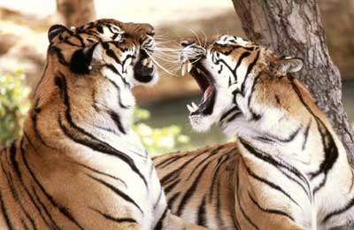 ده کلیپ حیات وحش