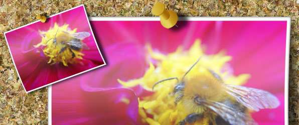  اکشن قرار دادن عکس در فریم