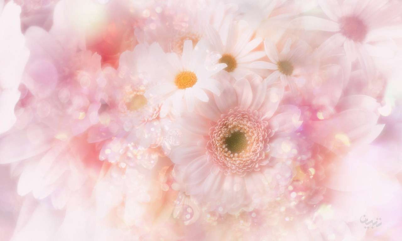 تصویر لایه باز پس زمینه گلدار با فرمت psd، سری پنجم