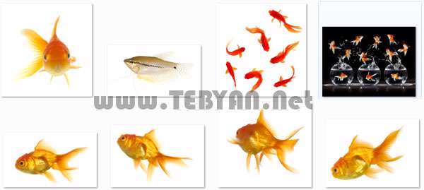 تصاویر استوک با موضوع ماهی قرمز، Goldfish