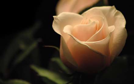 رز گلبهی