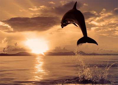 ۸۵ تصویر (والپیپر) زیبا با کیفت FULL HD