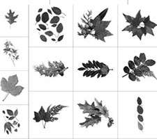 براش ایجاد پاییز (Fall Brushes)