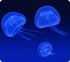 محافظ صفحه نمایش عروس دریایی، Jellyfish Screensaver