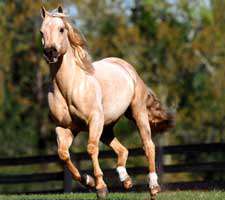 مجموعه 40 تصویر زیبا و با کیفیت از اسب