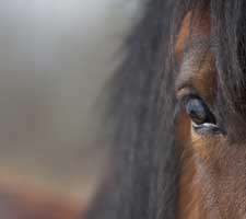 مجموعه 40 تصویر زیبا و با کیفیت از اسب