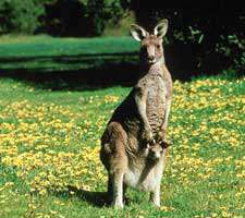 مجموعه 4 تصویر با کیفیت از کانگورو