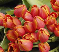 مجموعه 20 عکس از گل های مختلف
