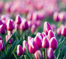 مجموعه 20 عکس گل های لاله در رنگ های مختلف