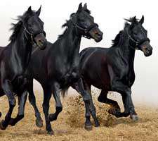 مجموعه 31 تصویر زیبا و با کیفیت از اسب