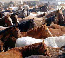 مجموعه 40 تصویر زیبا و با کیفیت از اسب