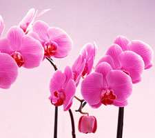 مجموعه 20 عکس از دسته گل های زیبا 