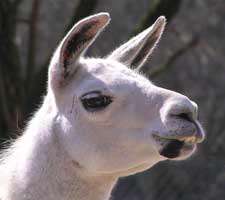 مجموعه 4 تصویر با کیفیت از لاما