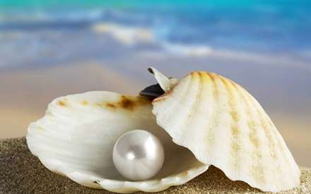 صدف، مروارید، shell، Pearl