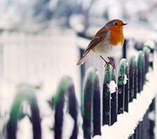 تم و پوسته تقویم دی ماه سال92 در اندازه 1280.1024