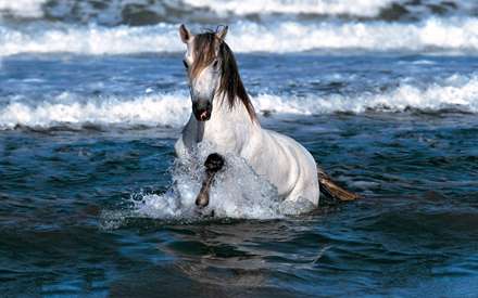 اسب، آب، سفید، Horse, water, white