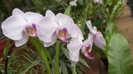 گل ارکیده میمون