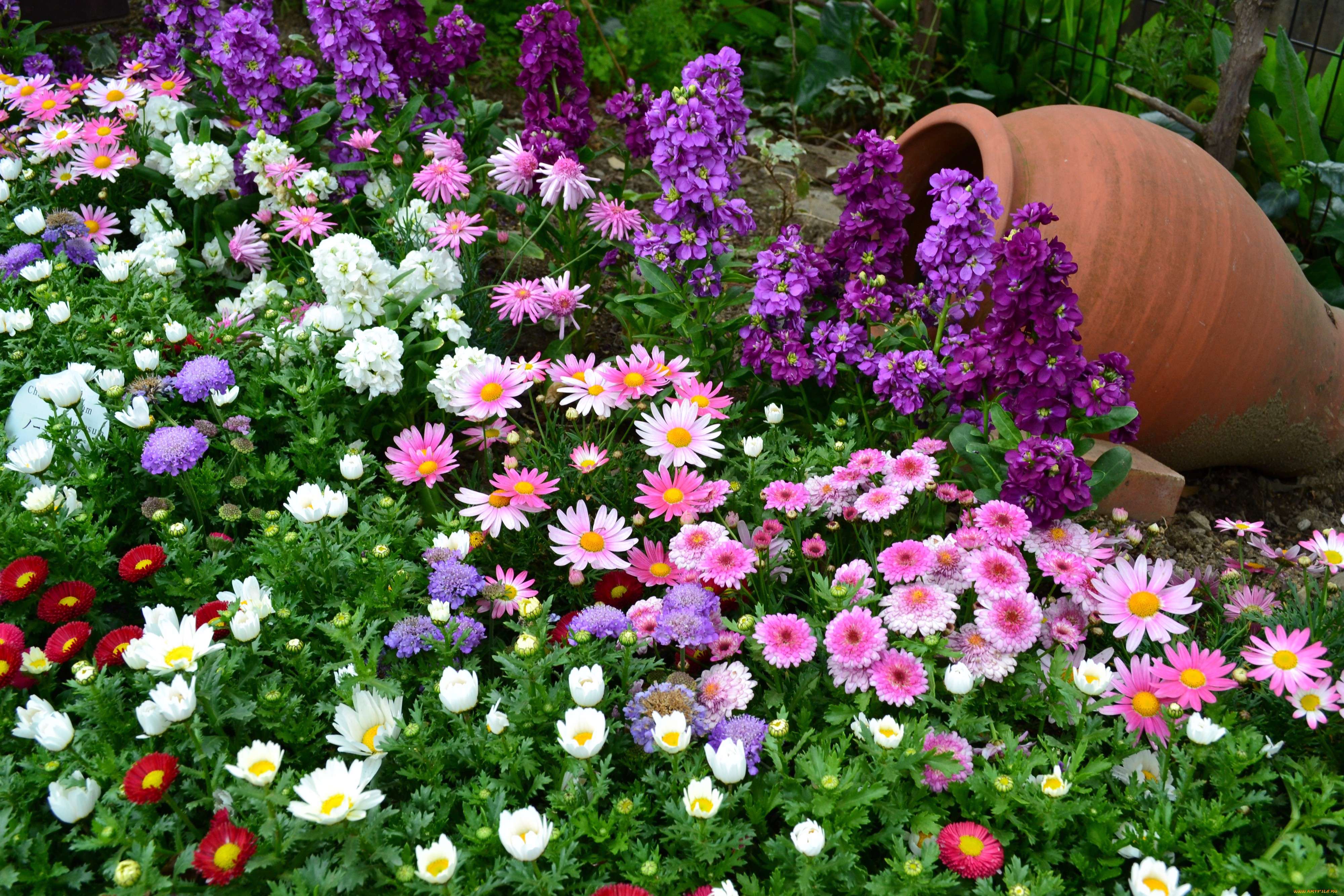 Image result for ‫گلهای رنگارنگ‬‎