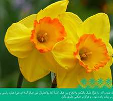 پوسته و والپیپر احادیث روزانه تبیان (سری هفتاد و پنج)