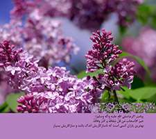 پوسته و والپیپر احادیث روزانه تبیان (سری هفتاد و سه)