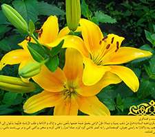 پوسته و والپیپر احادیث روزانه تبیان (سری هفتاد و چهار)