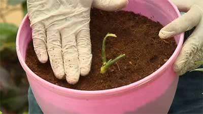 کاشت زنجبیل