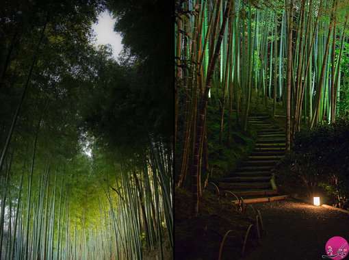 تصاویر سحرانگیز و زیبا از جنگل های بامبو