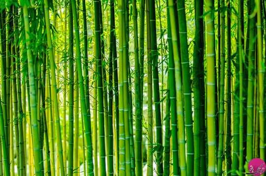 تصاویر سحرانگیز و زیبا از جنگل های بامبو