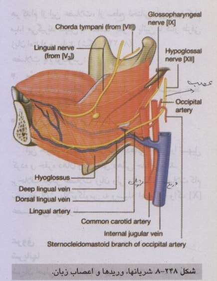 تصویر زبان (شریانها و ورید و اعصاب)