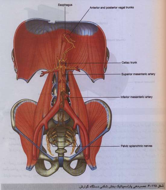تصویر اعصاب واگ (بخش شکمی دستگاه گوارش)