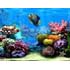 Fish Aquarium 3D Screensaver