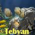 محافظ صفحه نمایش Coral Reef Adventure Aquarium 3D Screensaver v1.0