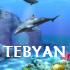 اسکرین سیور دلفین، Dolphins 3D Screensaver 1.0 Build 3