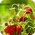 پوسته و والپیپر احادیث روزانه تبیان (سری بیست و هفتم)