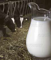 احتمال آلودگی شیر با سم افلاتوکسین