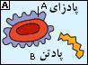 تعیین گروه خون