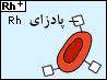 تعیین گروه خون