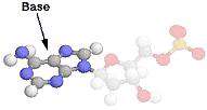 ساختمان مولکول dna