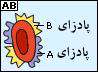 تعیین گروه خون