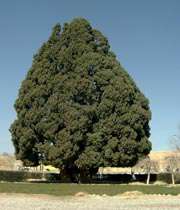 اكبر شجرة في العالم ويكيبيديا