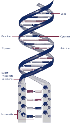 ساختمان مولکول dna