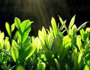 گیاه سبز چای